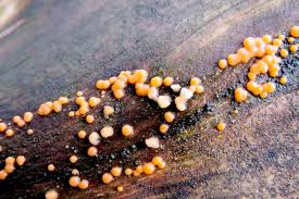 Attēlu rezultāti vaicājumam “Dacrymyces stillatus”