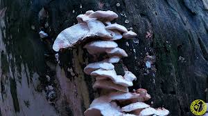 Attēlu rezultāti vaicājumam “Postia fragilis”