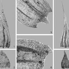 Attēlu rezultāti vaicājumam “Brachythecium rutabulum sporophyte”