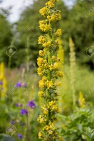 Image result for Verbascum blattaria