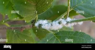 Attēlu rezultāti vaicājumam “Psylla alni nymph”