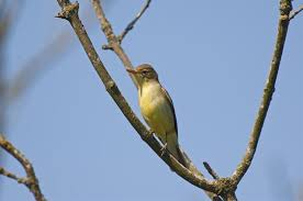 Attēlu rezultāti vaicājumam “Hippolais icterina”