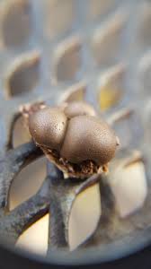 Attēlu rezultāti vaicājumam “Lycogala miserum spores”