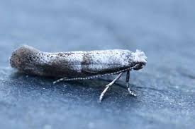 Attēlu rezultāti vaicājumam “Yponomeutidae”