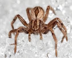 Attēlu rezultāti vaicājumam “Philodromidae”