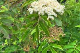 Attēlu rezultāti vaicājumam “Adoxaceae”
