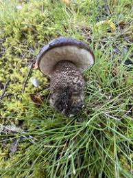 Attēlu rezultāti vaicājumam “Leccinum melaneum”