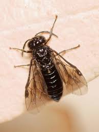 Attēlu rezultāti vaicājumam “Tenthredo scrophulariae exuvia”