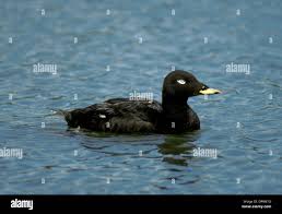 Attēlu rezultāti vaicājumam “Melanitta fusca male”