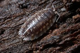 Attēlu rezultāti vaicājumam “Oniscus asellus”