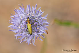 Attēlu rezultāti vaicājumam “Chrysanthia viridissima”