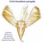 Attēlu rezultāti vaicājumam “Gracillaria syringella larva”