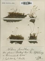 Attēlu rezultāti vaicājumam “Pohlia sphagnicola”