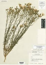 Attēlu rezultāti vaicājumam “Linaceae”