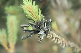 Attēlu rezultāti vaicājumam “Neodiprion sertifer larva”