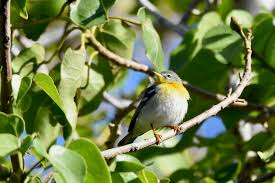 Image result for Parula americana