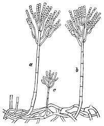 Attēlu rezultāti vaicājumam “Penicillium vulpinum”