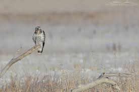 Attēlu rezultāti vaicājumam “Buteo lagopus adult”