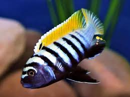 Risultati immagini per cynotilapia pulpican