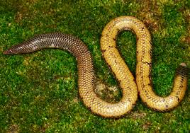 Attēlu rezultāti vaicājumam “Serpentes”