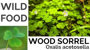 Attēlu rezultāti vaicājumam “Oxalis acetosella fruit”