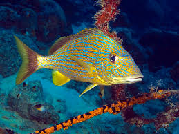 Image result for Haemulon sciurus