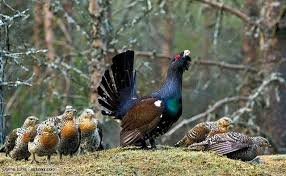 Attēlu rezultāti vaicājumam “Tetrao urogallus male”