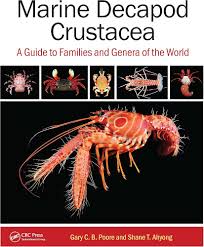 Attēlu rezultāti vaicājumam “Diderma crustaceum young”