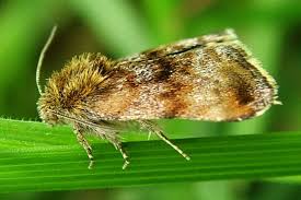 Attēlu rezultāti vaicājumam “Panemeria tenebrata”