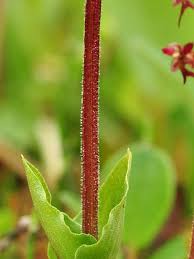 Attēlu rezultāti vaicājumam “Listera cordata fruit”
