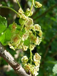 Attēlu rezultāti vaicājumam “Ribes rubrum flower”