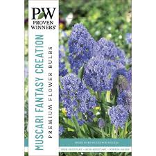 Attēlu rezultāti vaicājumam “Muscari armeniacum flower”