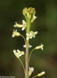 Attēlu rezultāti vaicājumam “Arabis glabra”