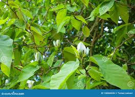 Attēlu rezultāti vaicājumam “Magnolia acuminata leaf”