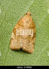 Attēlu rezultāti vaicājumam “Pandemis cerasana”