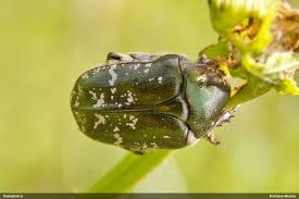 Attēlu rezultāti vaicājumam “Potosia cuprea imago”