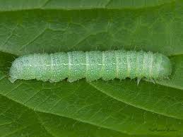 Attēlu rezultāti vaicājumam “Orthosia sp. larva”