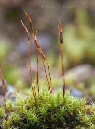 Attēlu rezultāti vaicājumam “Didymodon fallax var. brevifolius”