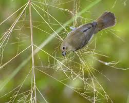 Attēlu rezultāti vaicājumam “Collaria sp.”