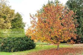 Attēlu rezultāti vaicājumam “Malus baccata”