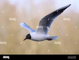 Attēlu rezultāti vaicājumam “Larus minutus adult”