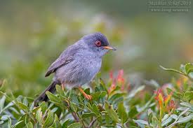 Image result for Sylvia sarda