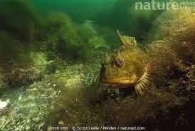 Image result for Myoxocephalus scorpius