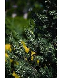 Image result for furum bler