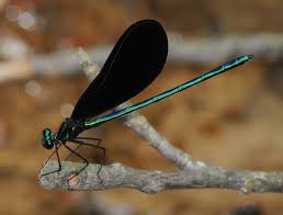 Attēlu rezultāti vaicājumam “Calopterygidae”