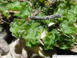 Attēlu rezultāti vaicājumam “Moerckia hibernica”