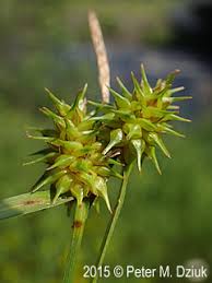 Attēlu rezultāti vaicājumam “Carex flava”