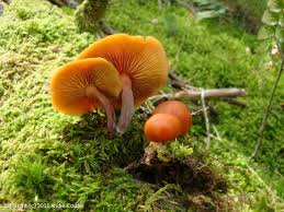 Attēlu rezultāti vaicājumam “Gymnopilus picreus”