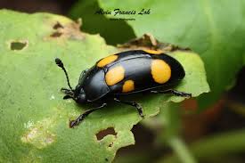 Attēlu rezultāti vaicājumam “Erotylidae”