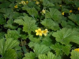 Attēlu rezultāti vaicājumam “Waldsteinia geoides”